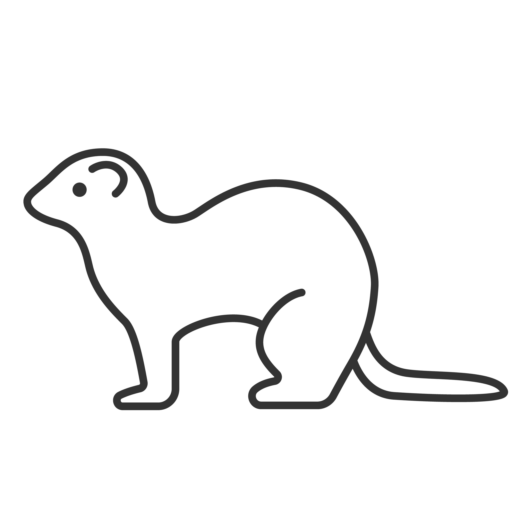 フェレット